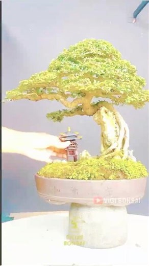 Bonsai Tree Care #bonsai #fruitbonsai #bonsaitree