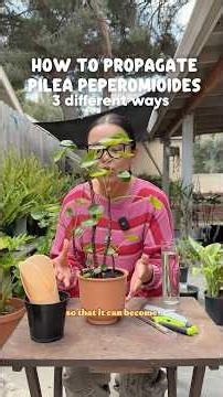 How to Propagate the Pilea Peperomioides | #plants #houseplants #plantcare #propagation