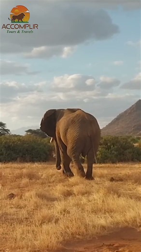 Big five northern circuit safari