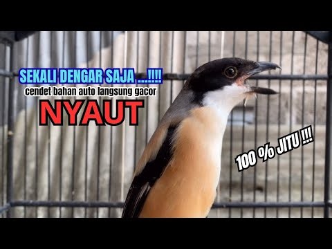 cendet gacor HANDAL FULL EMOSI untuk PANCINGAN CENDET AGAR BUNYI bikin BURUNG PENTET GACOR NYAUT