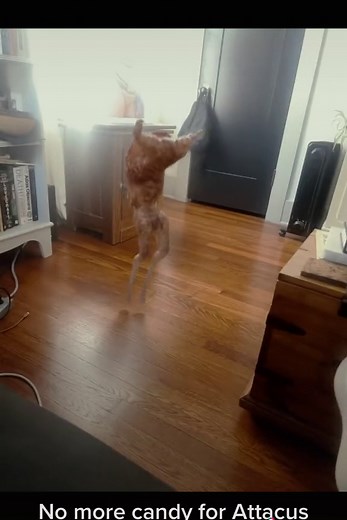 Attacus Alien Pet: No More Candy!