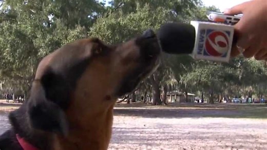 New animal laws taking effect in Florida. Here’s what they do