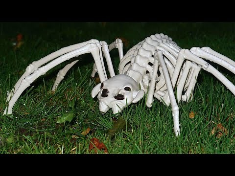 TOP 15 MOST Poisonous Spiders