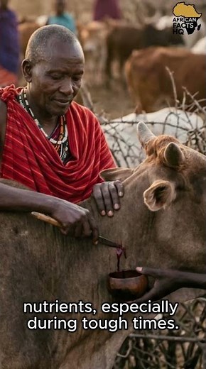 They Drink WHAT?! Real African Tradition # #history #facts #africanhistory #africa