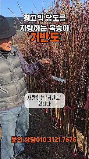 최고의 당도를 자랑하는 복숭아'거반도'#복숭아추천#거반도#거반도묘목#납작복숭아#복숭아식재#복숭아농사#경산종묘상#경산묘목특구#경산묘목단지#경산농원#갑을농원#귀농#거반도복숭아