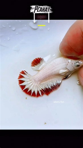A very adorable betta fish with a combination of white and red colors #bettafish #fish #aquarium