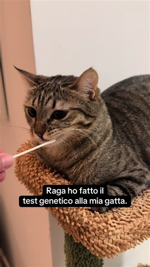 Unlocking Your Cat's Genetic Mysteries: Test Results Revealed