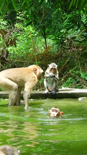 They are swinging pool, look so happy | Wild - Monkeys