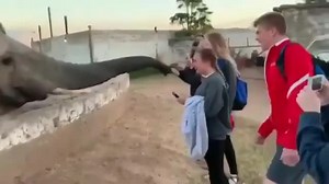 Female Tourist Gets Punched By An Elephant