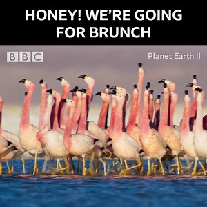 It's a bank holiday necessity. | BBC One