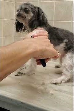 Dog grooming without restraints - multiple demos, Imperial Shih-Tzu
