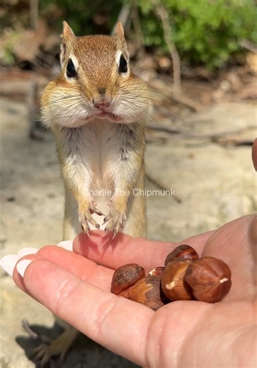 Speedy REACTIONS #fyp #chipmunk #animals #wildlife #smart | chipmunk