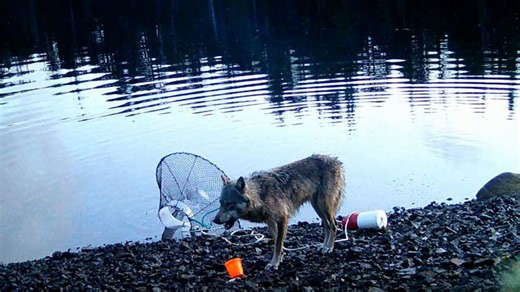 In a scientific first, biologists recorded a wild wolf potentially using tools