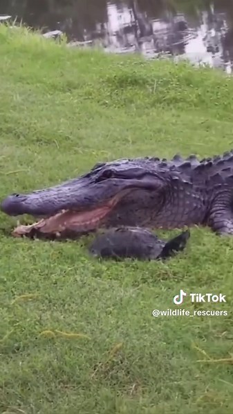 Turtle Escape: A Close Call with a Crocodile