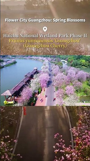 Explore the dreamy flower fields at Haizhu Wetland Park- a sea of Guangzhou cherry blossoms!