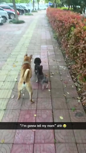 Funny Dog Videos That Make You Laugh