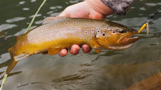 We're pitting two of the most popular recreational fishing sports against each other – Spin Fishing VS Fly Fishing 🥊 Let's see who comes out on top! | Addicted Fishing