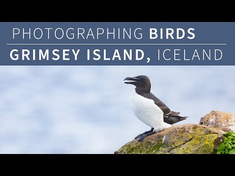 Photographing Birds, Grimsey Island, Iceland