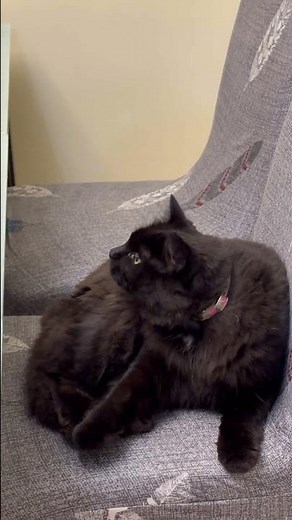 Beautiful Cat ( 4710 )