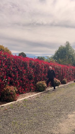 Discover Photinia Red Robin: Top Plant for Australian Gardens