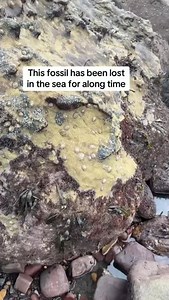 I found a stunning and rare Jurassic fish among the rocks. As the limestone slowly started to erode away, it revealed the jet-black scales beneath — an incredible example of preservation and an unexpected find. To purchase your own fossil from the Yorkshire coast, check out @buyafossil or click the link in my profile description 🦴 #fossilhunting #jurassic #fossilfish #yorkshirecoast #buyafossil | Forgotten Fossils