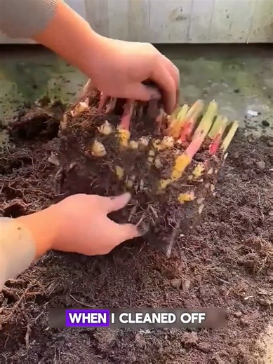 Growing Ginger in a Pot: Step-by-Step Guide