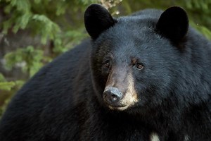 Discover the Largest Bear Ever Caught in Kentucky