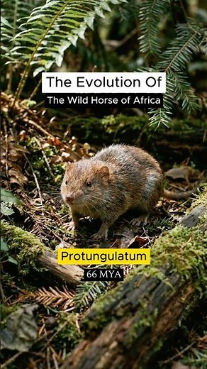 The Evolution Of Zebra | 🦓