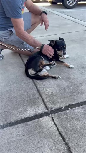 Belles Buds Rescue on Instagram: "Rascal: Proof That Soul Dogs Are Real 🩵🐾 Meet Rascal — the kind of dog who doesn’t just walk into your life… he chooses his person. This handsome black, tan & white Corgi–Chihuahua mix (around 5–7 years young) met an older gentleman at our adoption event yesterday, walked right up to him, rolled over, and politely requested belly rubs. Instant connection. Instant magic. 🥹 Rascal still has plenty of pep in his step, loves car rides, and is great on a leash. He