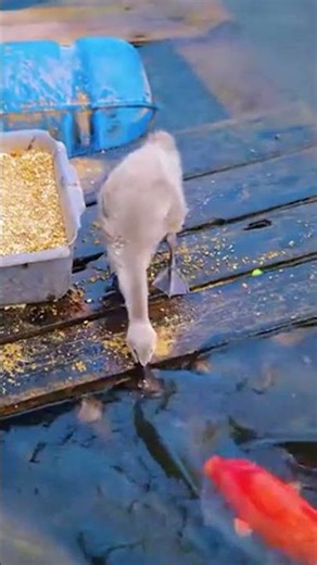 Goose Appears to Feed Fish || ViralHog