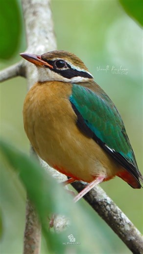 Meet the Indian Pitta | India’s Most Colorful Hidden Bird