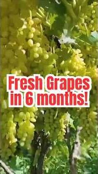 No Fridge Needed: Grapes Stay Fresh 6 Months in This Mud Pot!