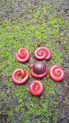 little red millipedes and one pill millipede