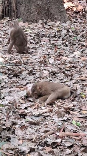 Angkor Monkey Family, #1659. #shorts