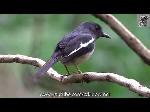 Bird Song: Female ORIENTAL MAGPIE-ROBIN Singing & Calling, Singapore