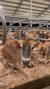 There’s always one trouble maker | TDF Honest Farming