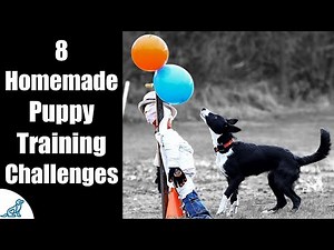 DIY Puppy Training Obstacle Course For Socialization