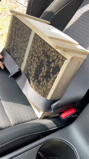Ordering Bees #beekeeping #bees #honeybees #beekeeper