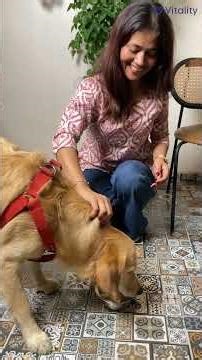 Dog Shedding: What’s Normal vs When You Should Worry