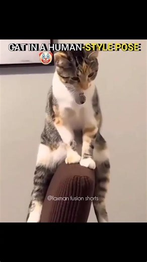cat in a human-style pose