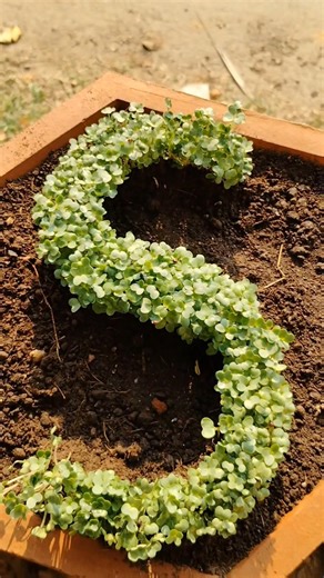 Letter "S" With Mustard Seeds 🍀🍀🍀 🥰 #microgreens