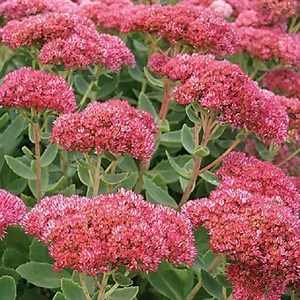 Autumn Fire Sedum