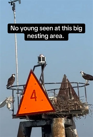Betsy made a quick trip to Annapolis to see my brother so of course they were out on his boat to check out the Osprey nests on the channel markers. Having checked out the Osprey every year for many years, this year seemed to be a noticeable decline in the number of Osprey nesting on the markers. Many signs of attempted but failed nests. They did see one chick in a nest being carefully watched over by a parent and saw one adult fly overhead with a fish. We’ve been following the articles about the