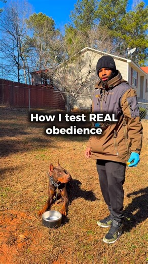 DJK9 | Dog Trainer on Instagram: "❗️Impulse control reveals the difference between a dog that knows commands and a dog that can use them when it matters. #atlantadogtrainer #obediencetraining #boardandtrainprogram #puppytrainingtips #dobermantraining"