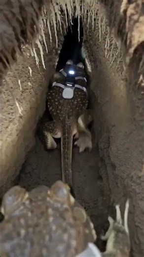 Spadefoot Toad - POV