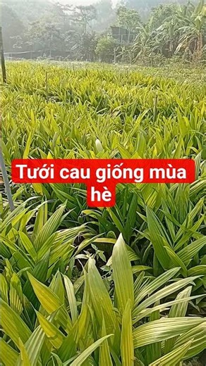 Mùa hè tưới nước cho cau giống phê lòi mắt