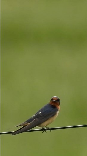 Barn Swallow with Red-winged Blackbird calls #barnswallow