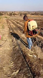 Spraying tomatoes #farming | KAYS GREEN WORLD FARM