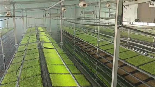 Fully Automatic Hydroponics Fodder System 1000KG Cow Fodder System for Barley Corn Wheat Grass