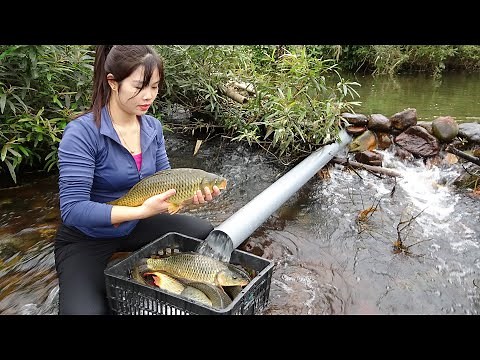 Build Fish Traps | How To Make a Simple Fish Trap With PVC Pipe, Catching a Lot Of Fish